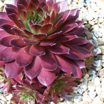 Sempervivum Rubin - Semprevivo