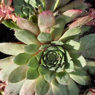 Sempervivum Santis - Semprevivo