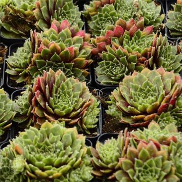 Sempervivum erythraeum Red Velvet