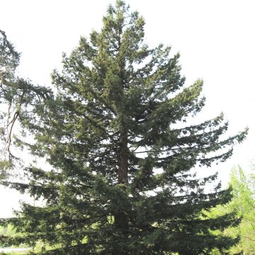 Sequoia sempervirens