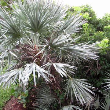Serenoa repens Silver