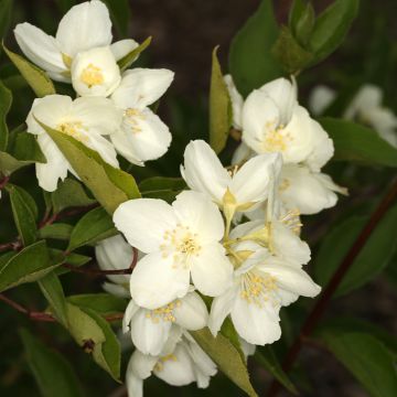 Philadelphus pekinensis - Filadelfo