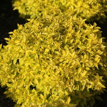 Philadelphus Kostelec WB - Fior d'angiolo