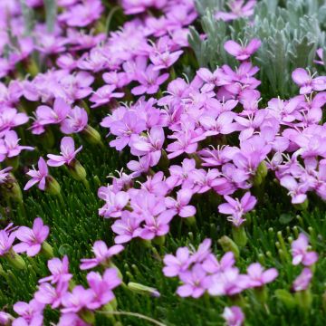 Silene acaulis - Silene a cuscinetto