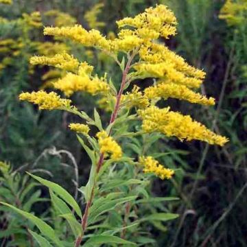 Solidago altissima - Verga d'oro