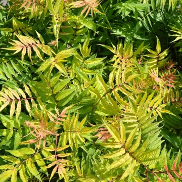 Sorbaria sorbifolia Matcha Ball