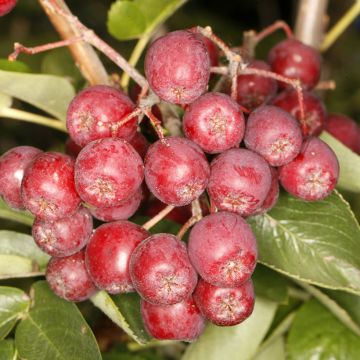 Sorbus aucuparia Alaja Krupnaja