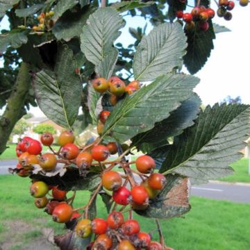 Sorbus aria Lutescens - Sorbo montano