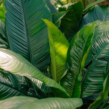 Spatifillo Sensation - Spathiphyllum 