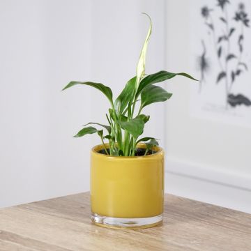 Spatifillo - Spathiphyllum Tanni