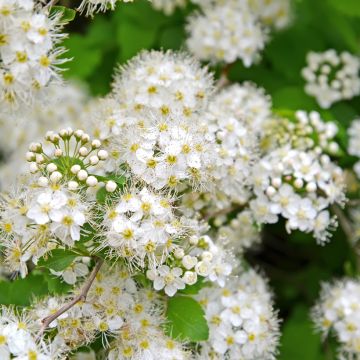 Spirea chamaedryfolia - Spirea a foglie d'olmo