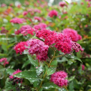 Spiraea japonica Double Play Doozie - Spirea del Giappone