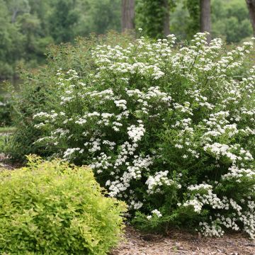 Spiraea nipponica Wedding Cake