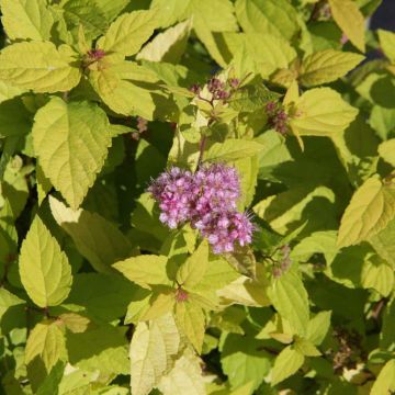 Spirea japonica Goldmound - Spirea del Giappone