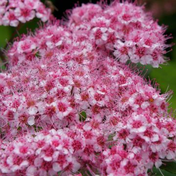 Spirea japonica Sparkling Champagne - Spirea del Giappone