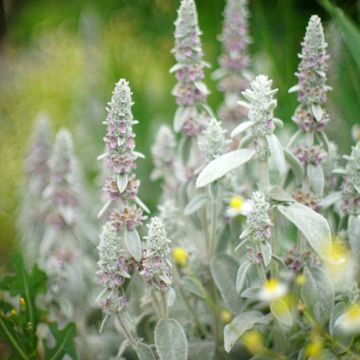 Stachys byzantina Silver Carpet - Stregona candida