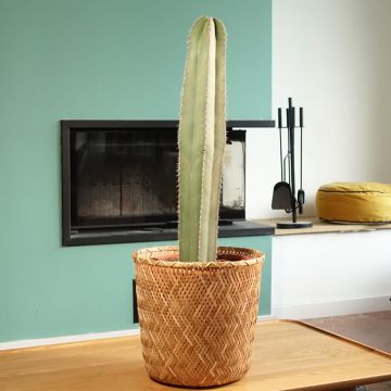 Cactus - Stenocereus marginatus