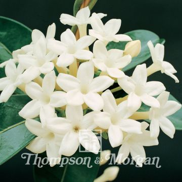 Stephanotis floribunda - Gelsomino del Madagascar