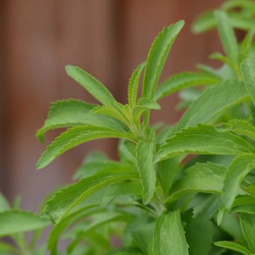 Stevia rebaudiana - Stevia