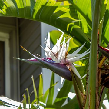 Strelitzia nicolai (semi) - Ucello del paradisio gigante