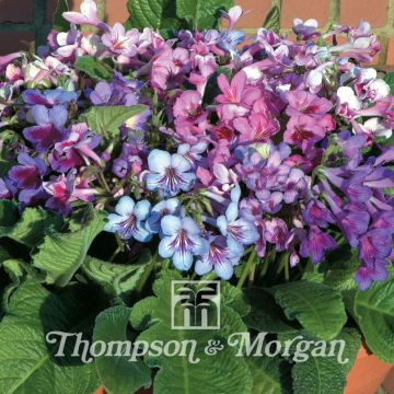 Streptocarpus hybridus Dibleys Dragon Mixed