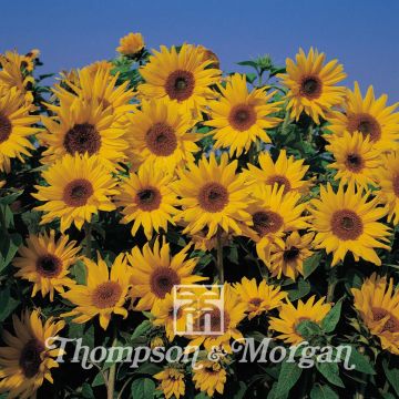 Girasole Dwarf Yellow Spray