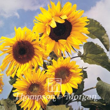 Girasole Russian Giant