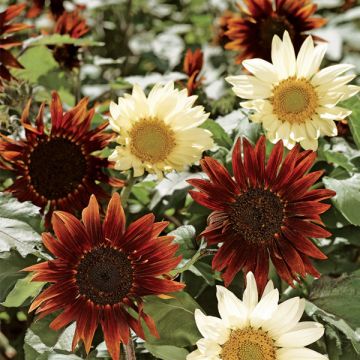 Girasole Sunflower Total Eclipse