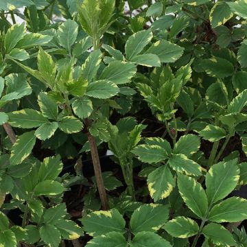 Sambuco nero Golden Spark