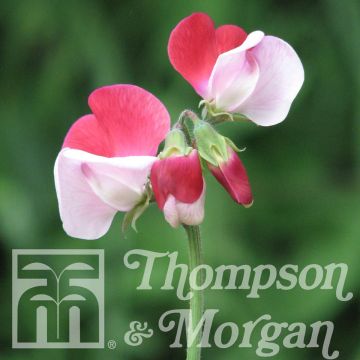 Pisello odoroso Little Red Riding Hood