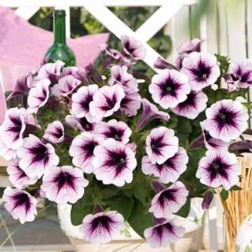 Petunia Cassis Patio