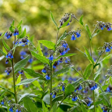 Symphytum Bocking 14 - Consolida