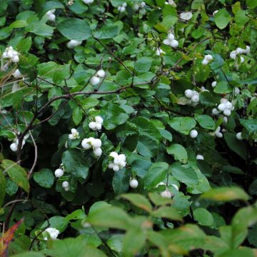 Symphoricarpos Arvid - Sinforicarpo