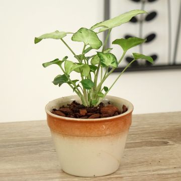 Syngonium Snow White