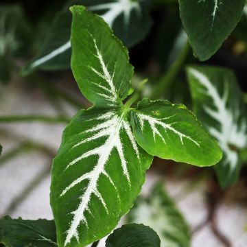 Syngonium wendlandii