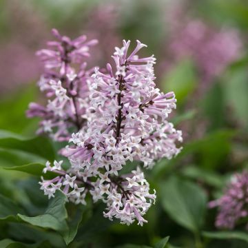 Syringa Little Lady - Lillà