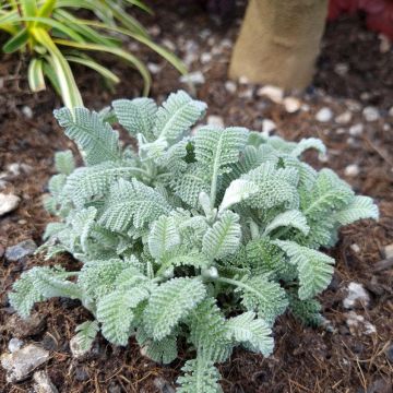 Tanacetum haradjanii Little Frosty - Tanaceto