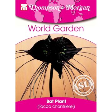 Tacca chantrieri (semi) - Fiore Pipistrello