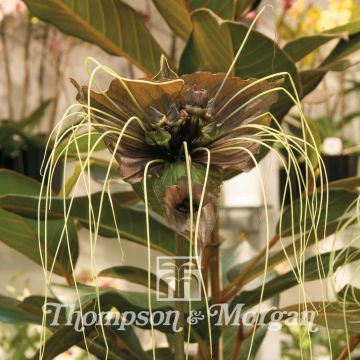 Tacca chantrieri Green Isle (semi)