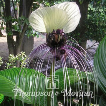 Tacca integrifolia Nivea (semi) - Fiore Pipistrello