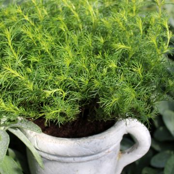Tagetes filifolia (piantine) - Tagete
