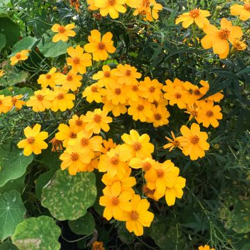 Tagetes lemmonii - Tagete arbustiva