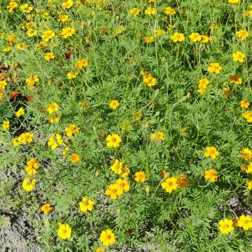 Tagetes patula Nématode Control - Tagete