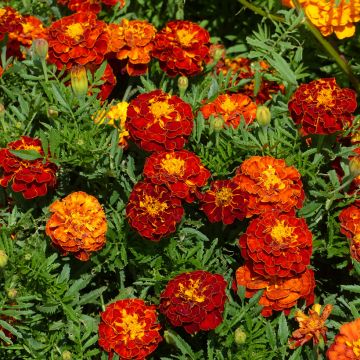 Tagetes patula nana Rusty Red - Tagete nana