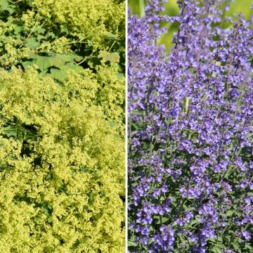 Tappeto Giallo e Blu, Alchemilla e Nepeta