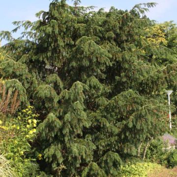 Taxus baccata Dovastoniana - Tasso comune