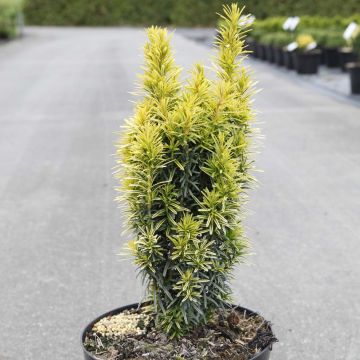 Taxus baccata Ivory Tower - Tasso comune