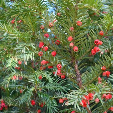 Taxus baccata - Tasso comune