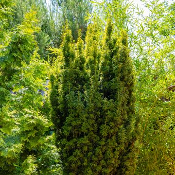 Taxus baccata Fastigiata Aurea - Tasso comune