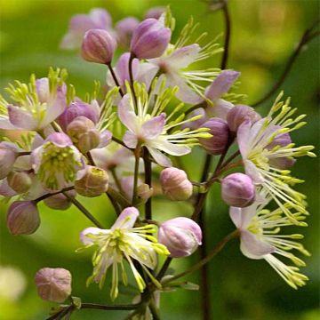 Thalictrum Anne - Pigamo